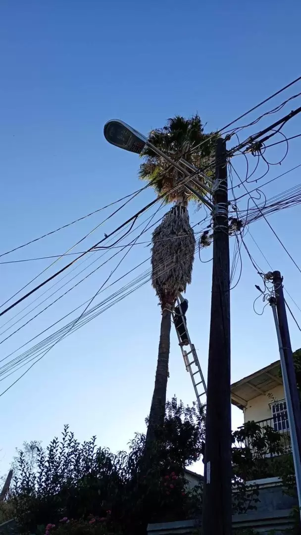 Gatito lleva 5 das atrapado en palma en Tijuana