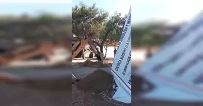 Tala de �rboles