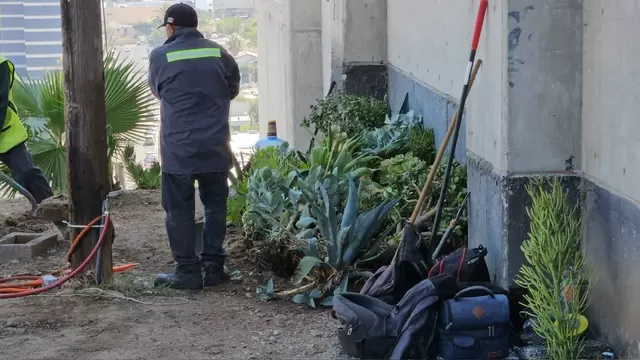 Tras quitar rboles, recula alcaldesa en establecer a Bomberos en parque de "La Cacho"