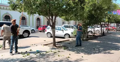 Corte de naranjas en rboles de la Plaza Zaragoza