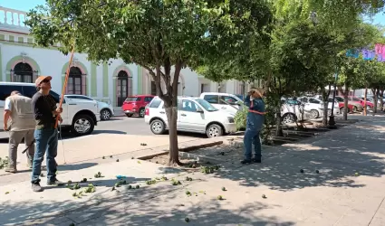 Corte de naranjas en �rboles de la Plaza Zaragoza