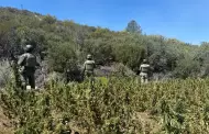 Resultados del Ejrcito Mexicano en Baja California durante agosto de 2024