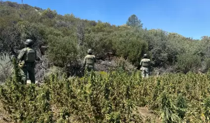 Resultados del Ej�rcito Mexicano en Baja California durante agosto de 2024