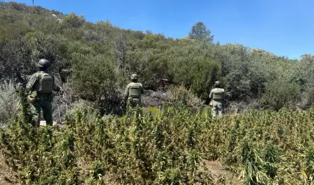 Resultados del Ejrcito Mexicano en Baja California durante agosto de 2024