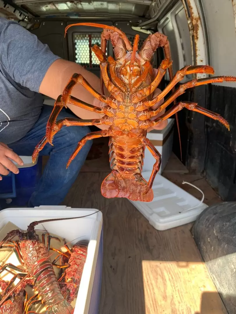 Inici la pesca de langosta roja en Baja California