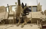 Suelta a los perros de la guerra!