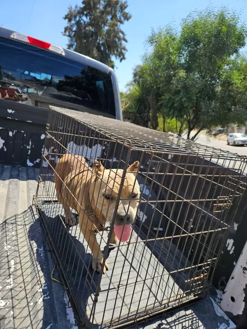 Rescate de perros