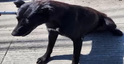 Perro