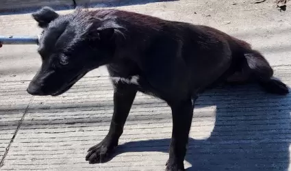 Perro