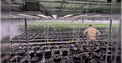 Grupo de trabajo sobre cannabis incauta 2,3 millones de d�lares en cannabis ileg