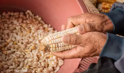Desgranando ma�z