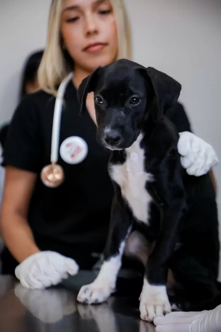 Fortalece Gobierno de Marina del Pilar bienestar animal a trav�s de Santuario Mily