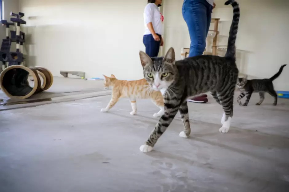 Fortalece Gobierno de Marina del Pilar bienestar animal a trav�s de Santuario Mily