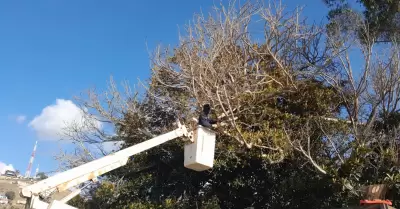 Poda de �rboles