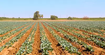 Siembra de 140 mil 795 hect�reas en el Valle de Mexicali