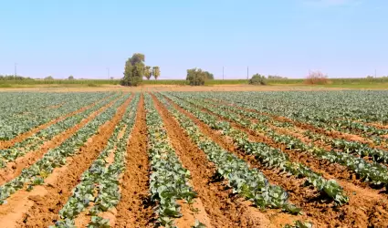 Siembra de 140 mil 795 hect�reas en el Valle de Mexicali