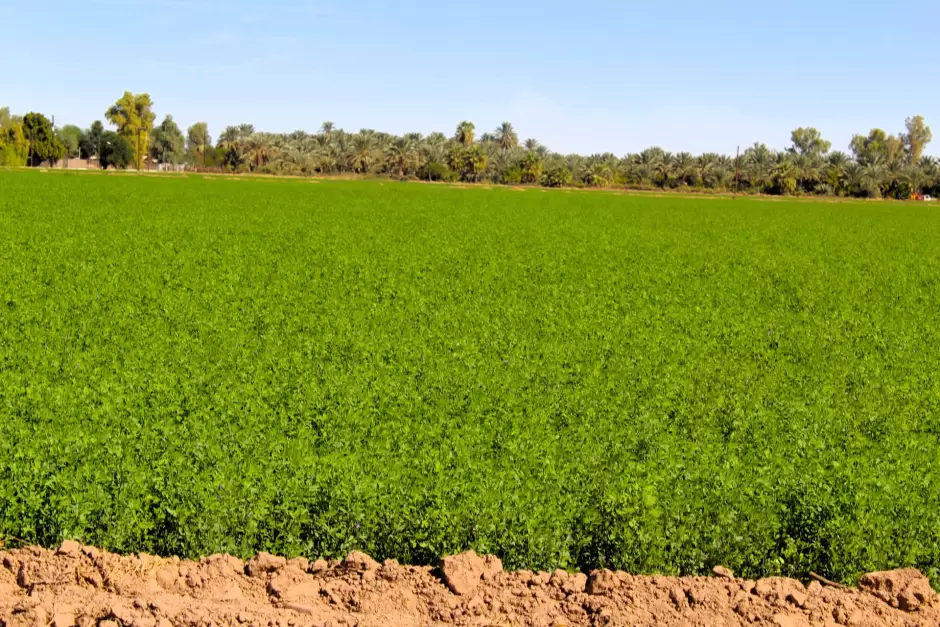 Siembra de 140 mil 795 hect�reas en el Valle de Mexicali