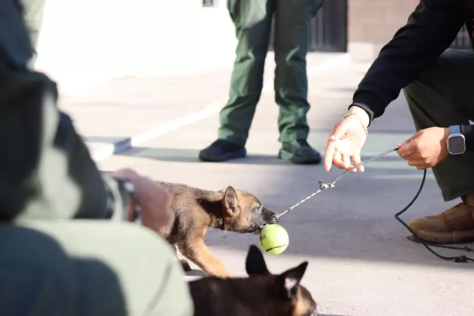 SSCBC recibe donaci�n de Grupo Arza de dos cachorros para la unidad K9 de FESC