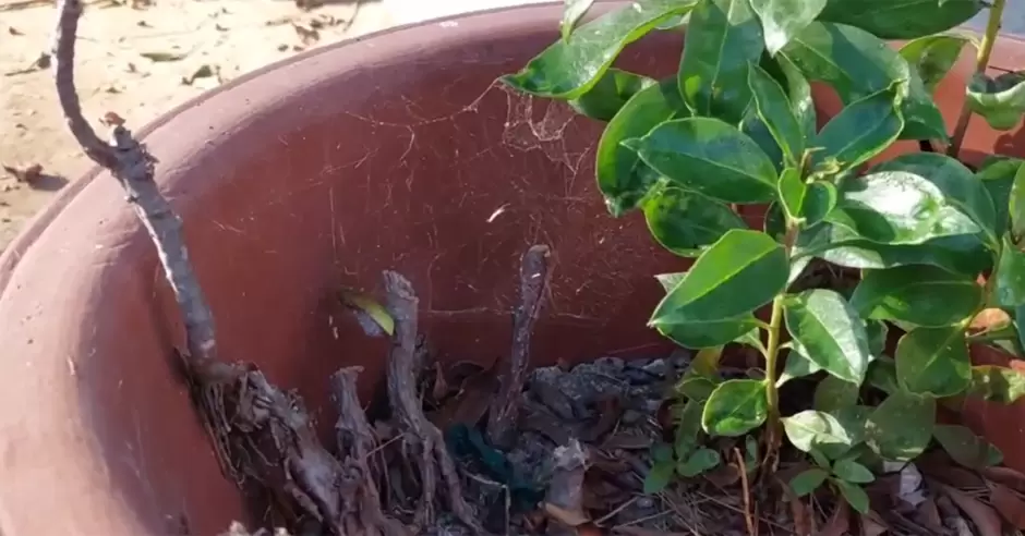 Centro de Atenci�n M�ltiple de Playas de Tijuana enfrenta plaga de ara�as por falta de fumigaci�n