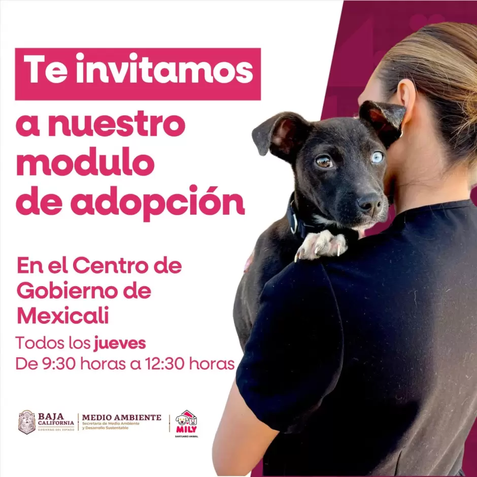Santuario animal Mily logra tres adopciones en el primer d�a de su nuevo m�dulo
