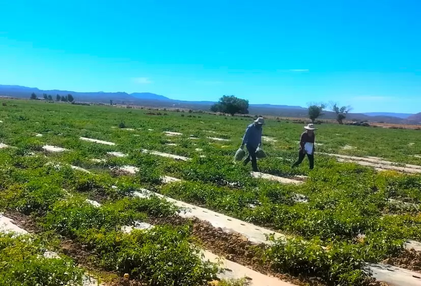 Muestrean autoridades cultivos agr�colas en el Valle de La Trinidad