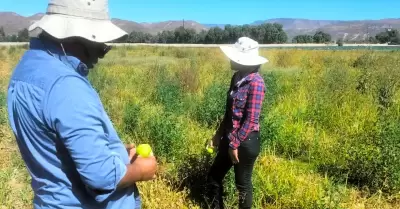 Muestrean autoridades cultivos agr�colas en el Valle de La Trinidad