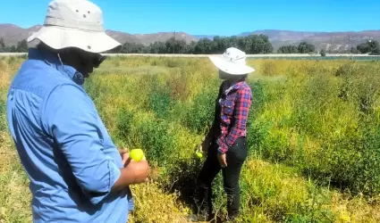 Muestrean autoridades cultivos agr�colas en el Valle de La Trinidad