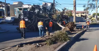 Atiende Gobierno de Ensenada 18 reportes relacionados con la Condici�n Santa Ana
