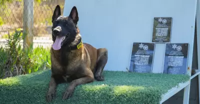 Unidad Canina