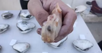 Almeja pismo