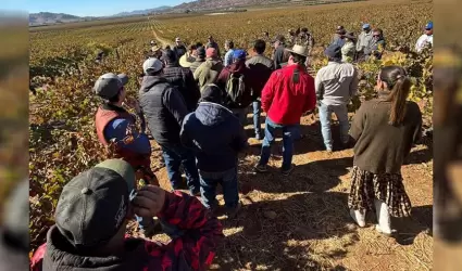 Realiza SADERBC taller pr�ctico sobre la poda estrat�gica
