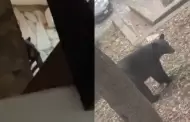 Oso sorprende a chicas en una caba�a en Chipinque