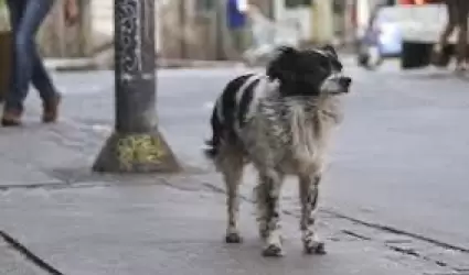 Animales en situaci�n de calle en Tijuana