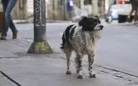 Animales en situaci�n de calle en Tijuana
