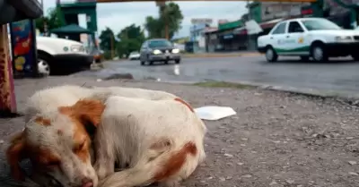 Animales en situaci�n de calle en Tijuana