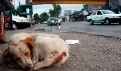 Animales en situaci�n de calle en Tijuana