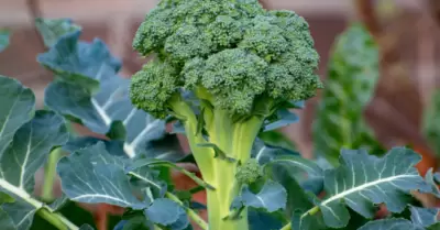 Brocoli