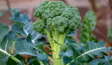 Brocoli