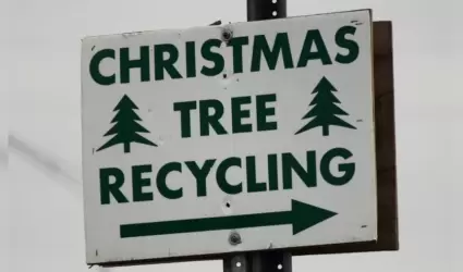 Reciclaje de �rboles de navidad