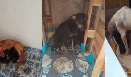 Refugio Dejando Huellas en tu Coraz�n