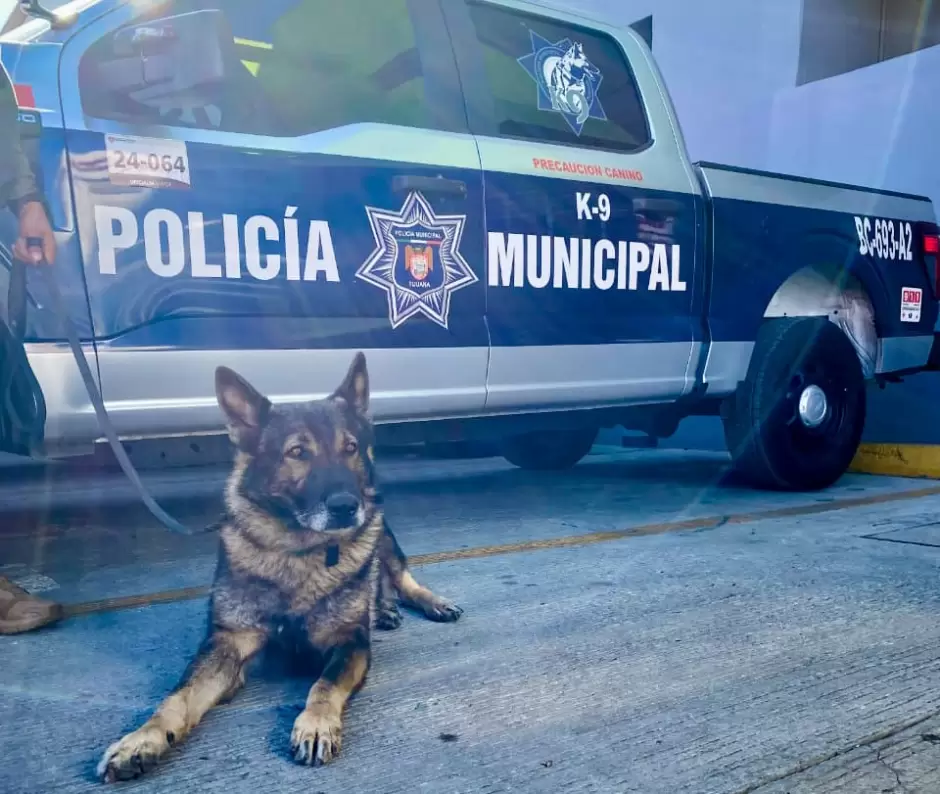 Unidad Canina K9 acredita certificaci�n anual en detecci�n de narc�ticos