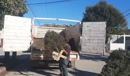A partir del 7 de enero se habilitar�n 5 centros de acopios de �rboles navide�os