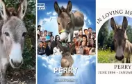 Muere "Perry", el burro que inspir� a personaje de Shrek, a los 30 a�os