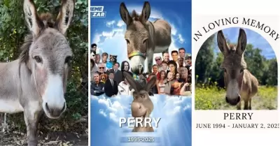 Muere "Perry", el burro que inspir� a personaje de Shrek