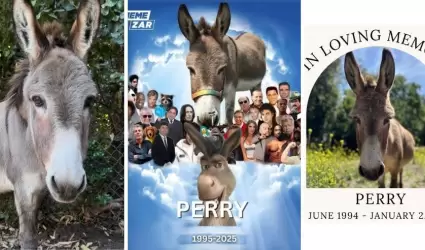 Muere "Perry", el burro que inspir� a personaje de Shrek