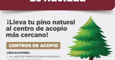 Habilitan centros de acopio para arbolitos navide�os
