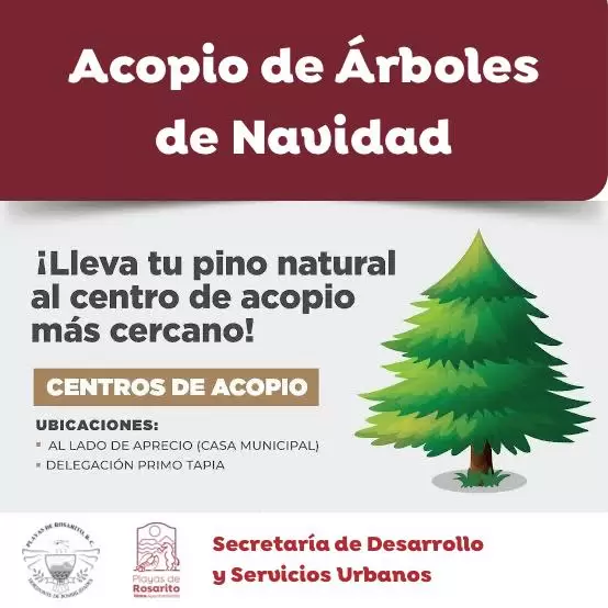 Habilitan centros de acopio para arbolitos navide�os