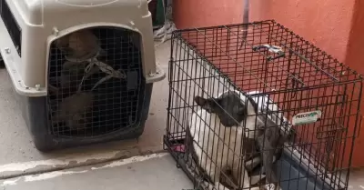 jornada de esterilizaci�n canina y felina