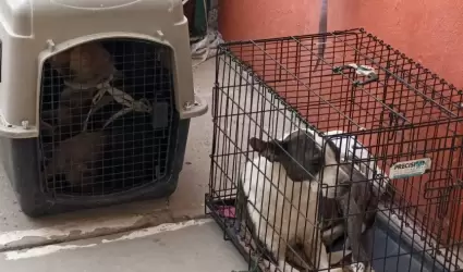 jornada de esterilizaci�n canina y felina