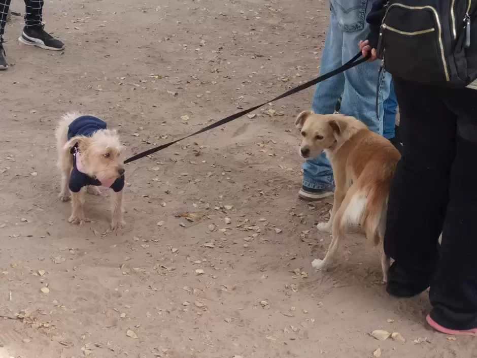 Jornada de esterilizaci�n canina y felina